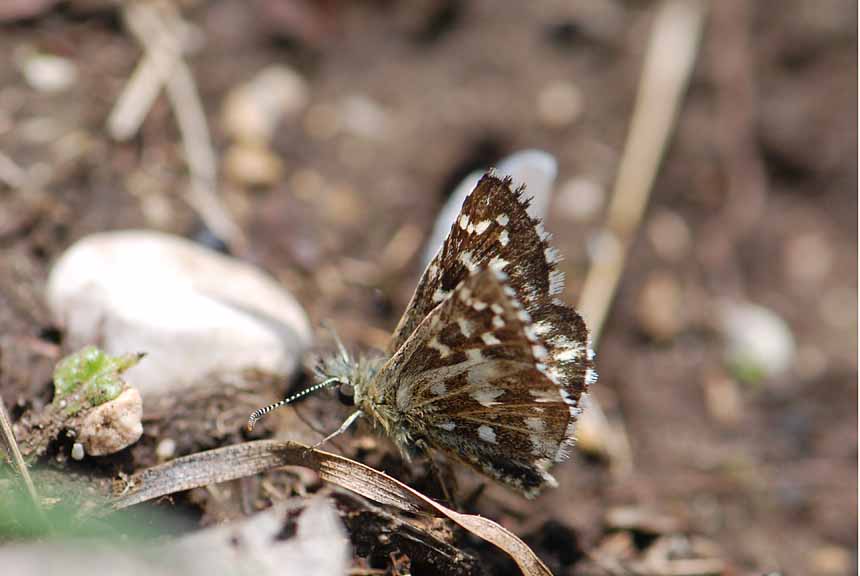 Hesperiidae specie?